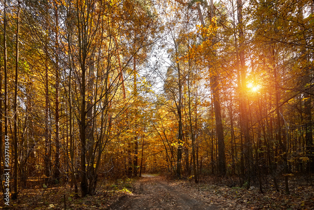 Obraz premium Beautiful romantic forest in a park with colorful trees and sunlight. Autumn maple forest on a sunny day