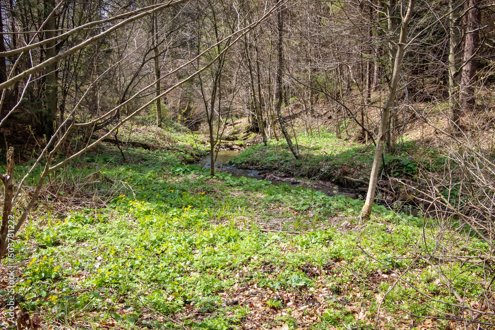 Carpathians, Western Ukraine coniferous forest Carpathians, Western Ukraine coniferous forest