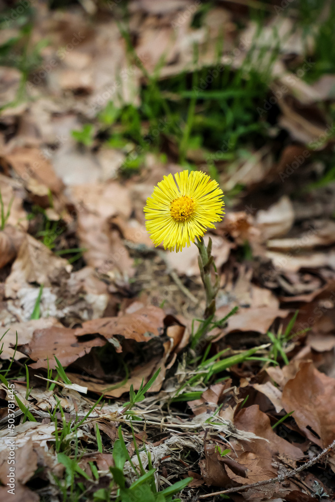 golden yellow Tussilago flowers in early spring in the Carpathians, Western Ukraine golden yellow Tussilago flowers in early spring in the Carpathians, Western Ukraine