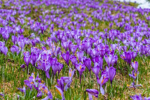 Close up photography of crocus flowers in full bloom. Photo was taken with selective focus. Blooming crocuses on a meadow in spring season