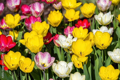 Closeup of tulips blooming on a nature background. with copy space