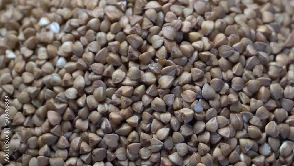 Buckwheat, macro video. Full-frame video of buckwheat. Buckwheat, macro video. Full-frame video of buckwheat.