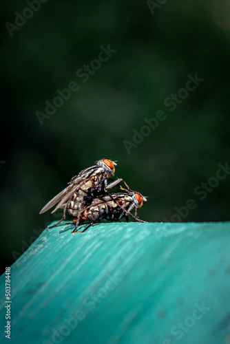 spider on a leaf