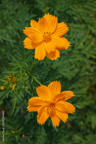 yellow flower in the garden