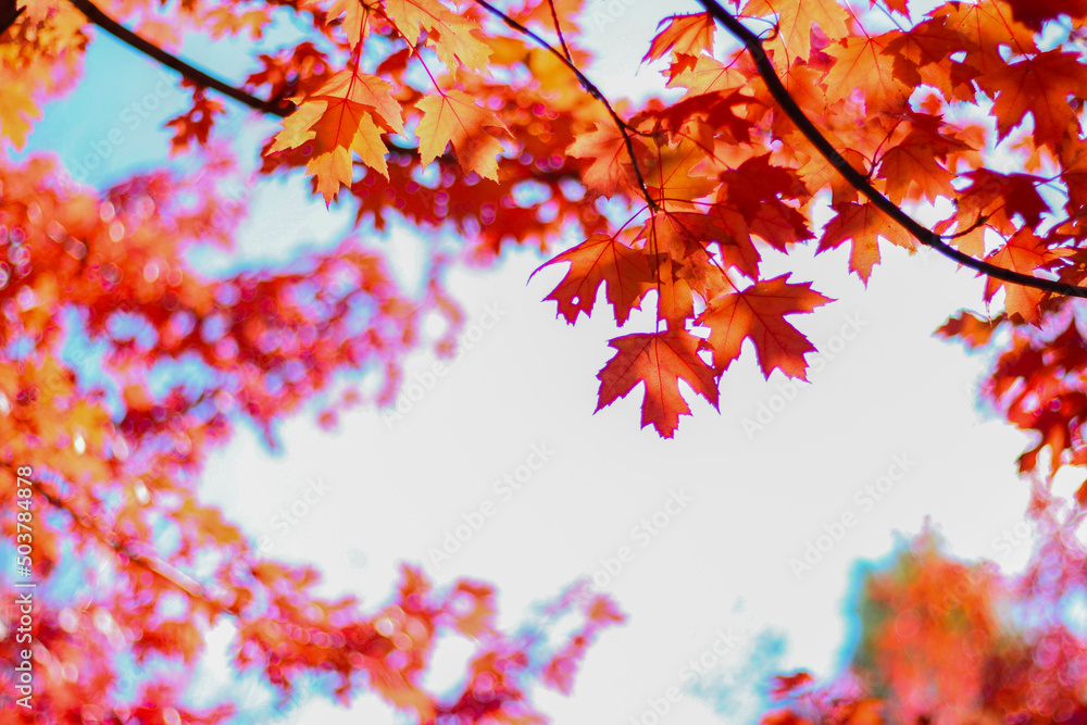 maple leaf maple leaf