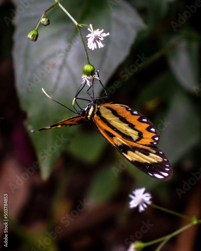 butterfly on flower