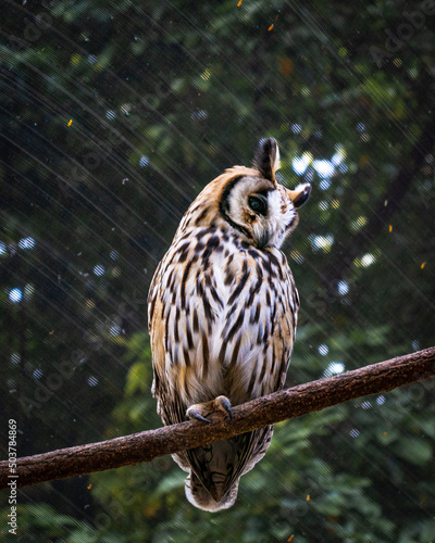 eurasian eagle owl