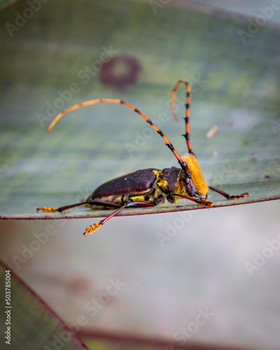 spider on a leaf