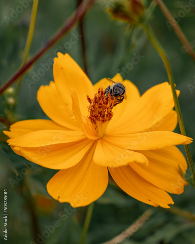 bee on flower