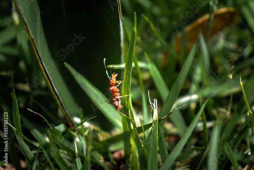 frog on the grass