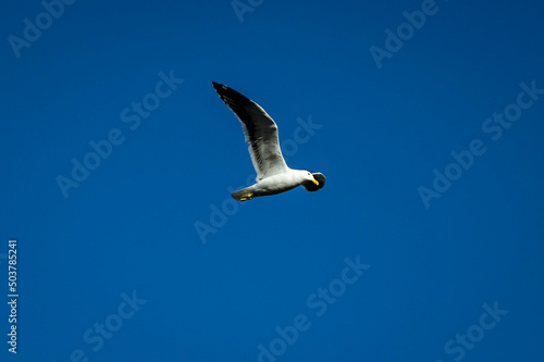 seagull in flight