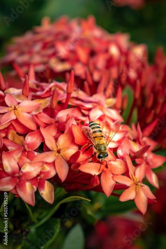 bee on a flower