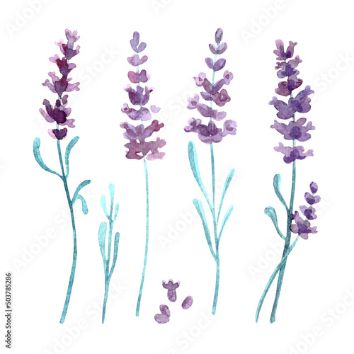 Fototapeta Naklejka Na Ścianę i Meble -  Lavender watercolor flowers set. Hand-drawn illustration