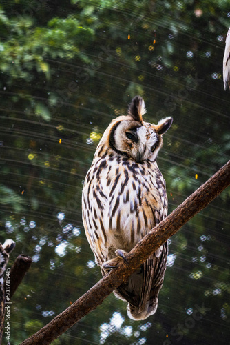 owl