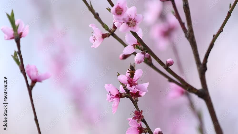 bees fly over a flowering almond tree in spring. bee on an apricot flower in spring. Branches of a blossoming apricot tree. Bees fly and sit on beautiful white flowers bees fly over a flowering almond tree in spring. bee on an apricot flower in spring. Branches of a blossoming apricot tree. Bees fly and sit on beautiful white flowers