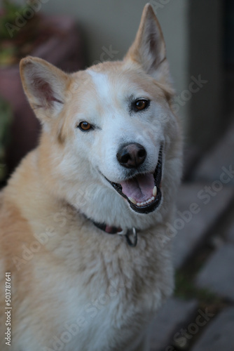 Smiling young golden brown and white, male husky mix breed dog.