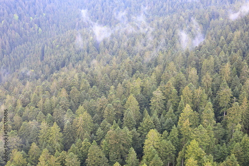 forest in the mountains