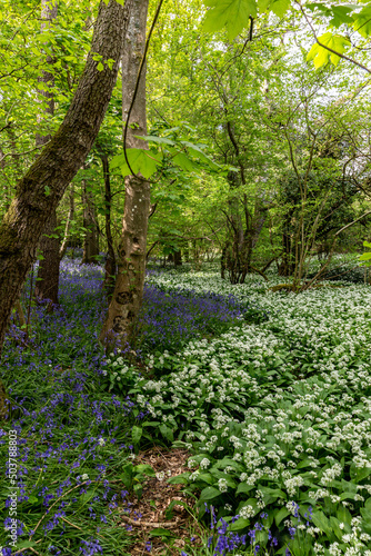An abundance of wild garlic and bluebells growing in woodland in Sussex, on a spring day © lemanieh
