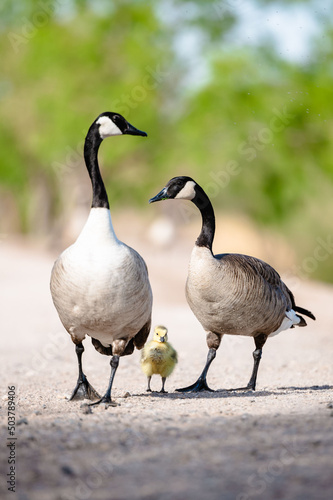 Valokuva Two canada geese (Branta canadensis) with gosling