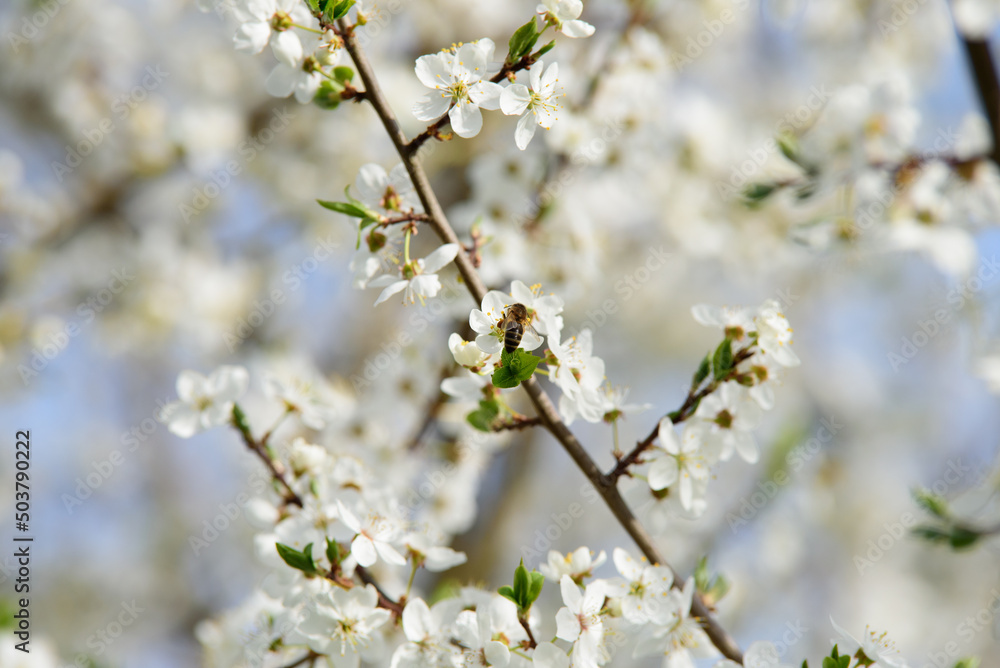 beautiful white plum blossoms with flying bits on a sunny day in spring
