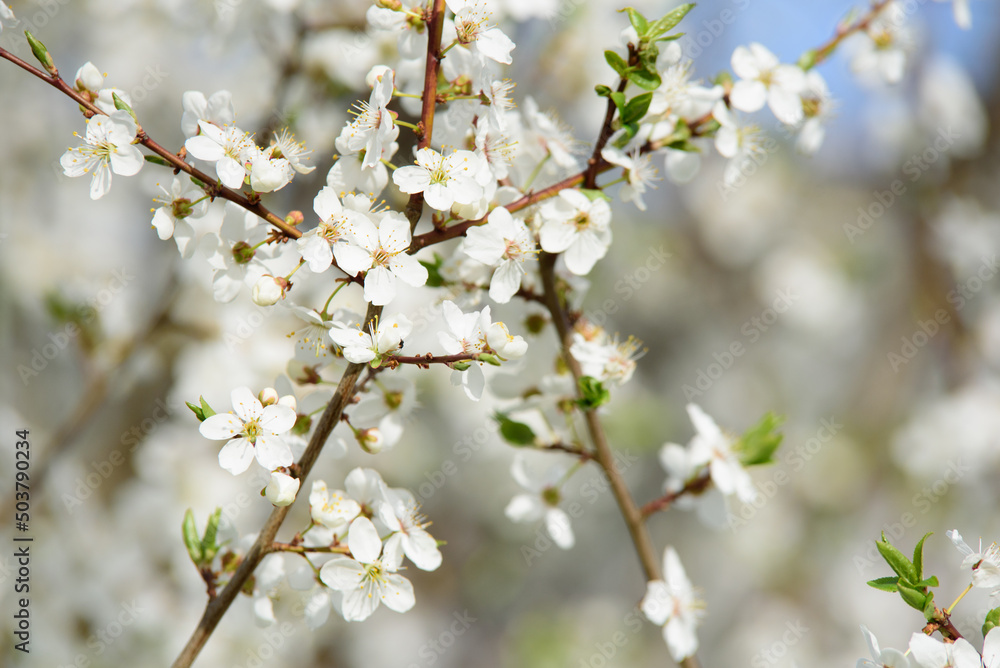 beautiful white plum blossoms with flying bits on a sunny day in spring beautiful white plum blossoms with flying bits on a sunny day in spring