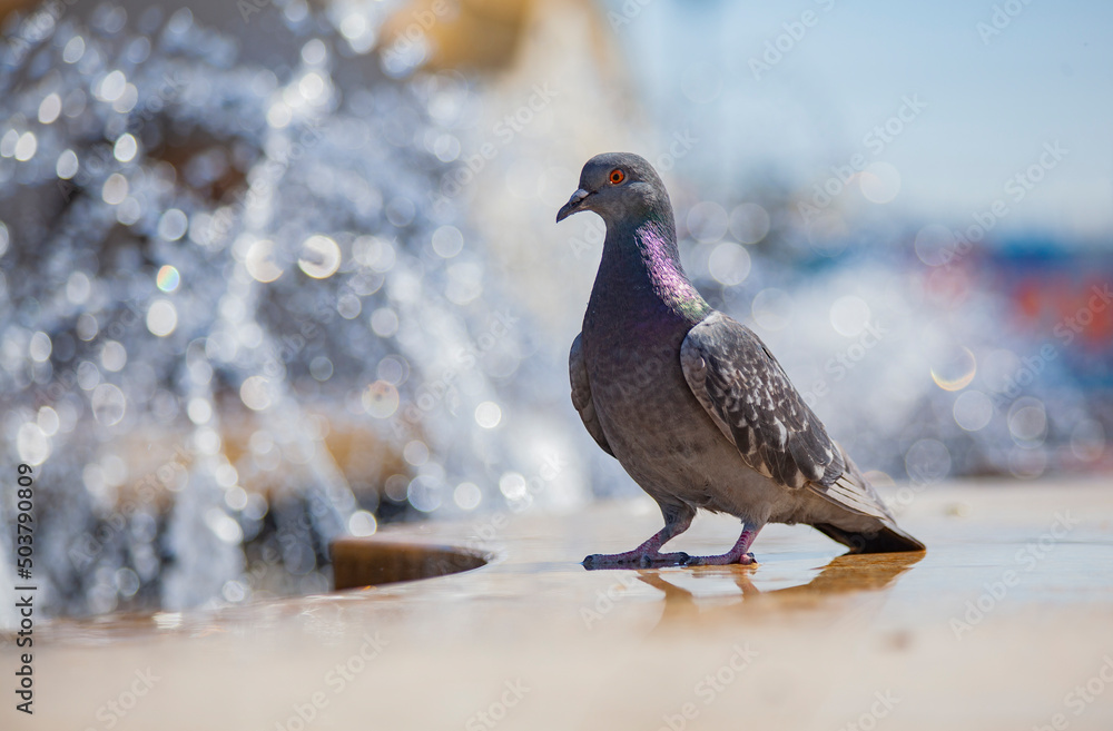 Pigeons at the fountain. Birds drink near the city fountain