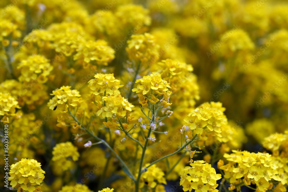 Gelbe Felsensteinkresse im Frühling Gelbe Felsensteinkresse im Frühling