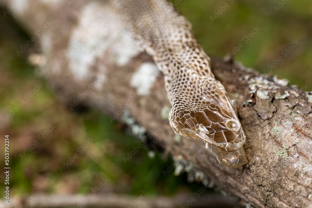 Shed snake skin found in nature Shed snake skin found in nature