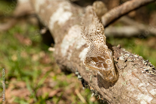 Shed snake skin found in nature