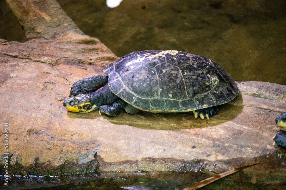 Obraz premium Exhausted Turtle