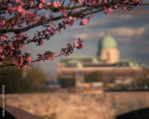 Blooming pink japanese cher...
