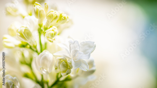 white lillac blossom
