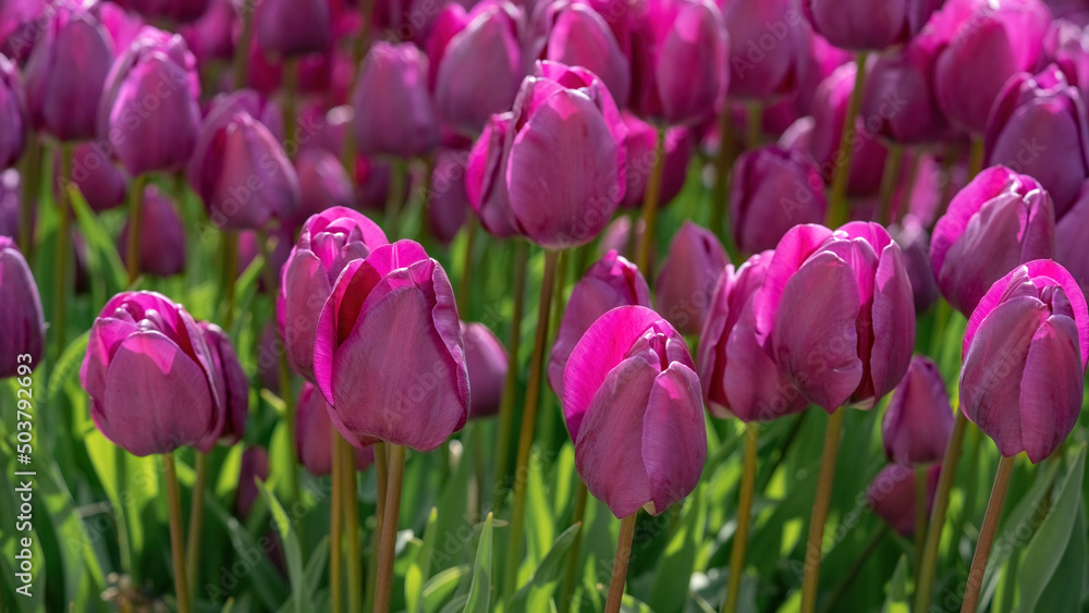 Panoramic landscape of pink purple beautiful blooming tulip field in Holland Netherlands in spring, illuminated by the sun - Close-up of Tulips flowers background.