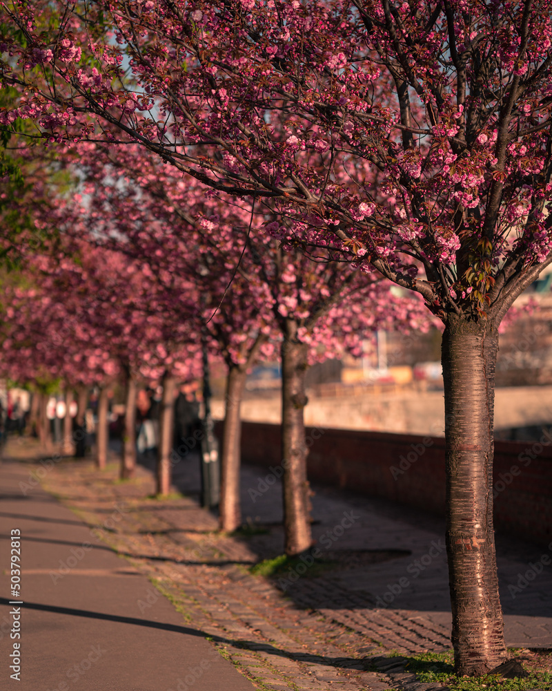 Naklejka premium Blooming pink japanese cherry trees at the Arpad Toth Promenade, Budapest