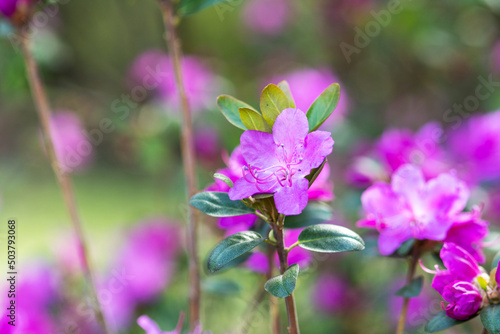 Beautiful rhododendron daurian flowers in the park on the lawn. Blooming rose bush in the garden	