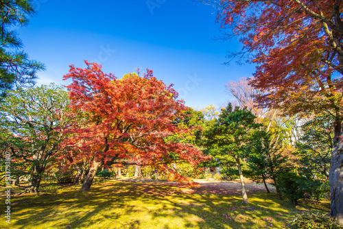 Fototapeta Naklejka Na Ścianę i Meble -  東京都　六義園の紅葉