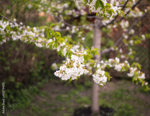 Blossoming cherry tree in spring