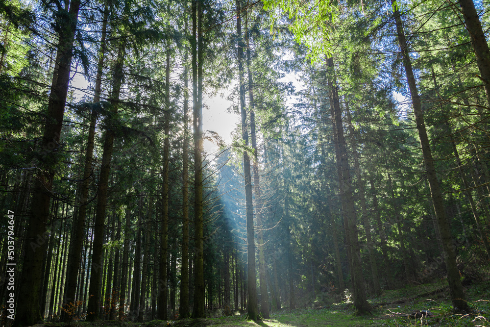 Forest in the Ukrainian Carpathians. The sun shines through the trees