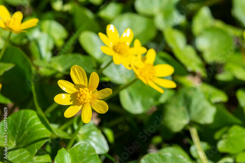 Beautiful flowers of Ficaria verna in a clearing among green leaves. Spring chistyak or buttercup closeup 