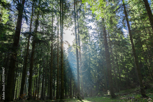 Fototapeta Naklejka Na Ścianę i Meble -  Forest in the Ukrainian Carpathians. The sun shines through the trees
