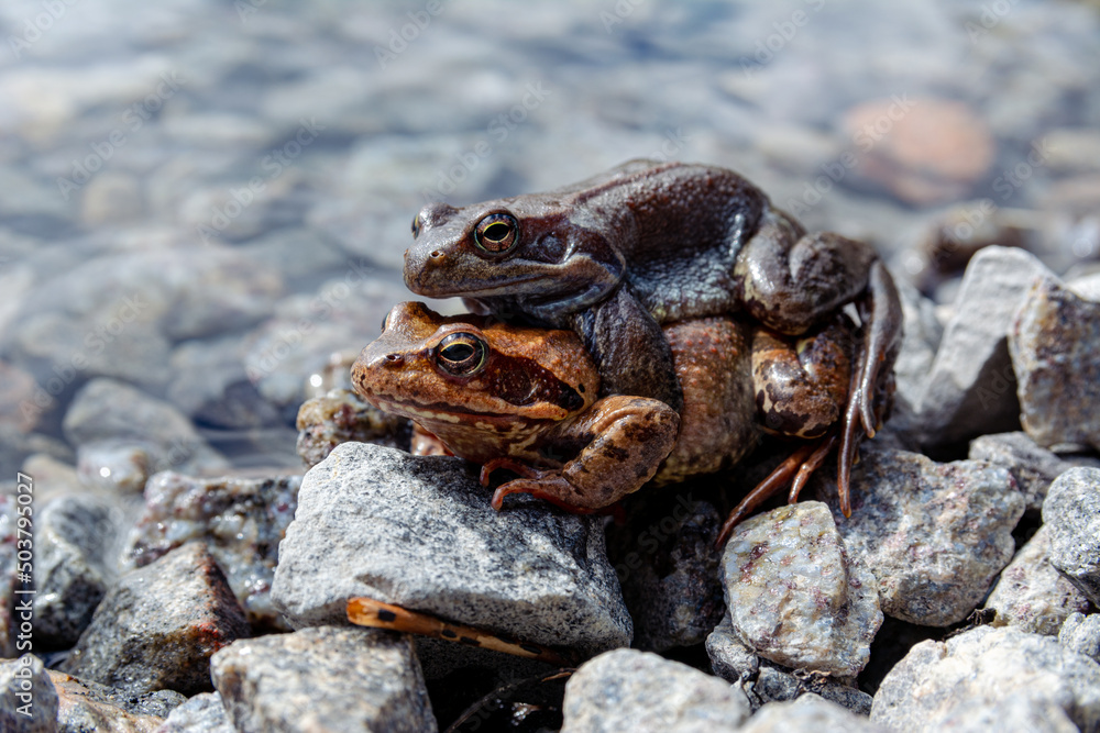 Frogs mate in the sun on the rocky shore of the lake
