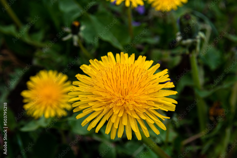 Macro photo of a yellow dandelion flower Macro photo of a yellow dandelion flower