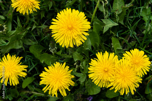 Macro photo of a yellow dandelion flower