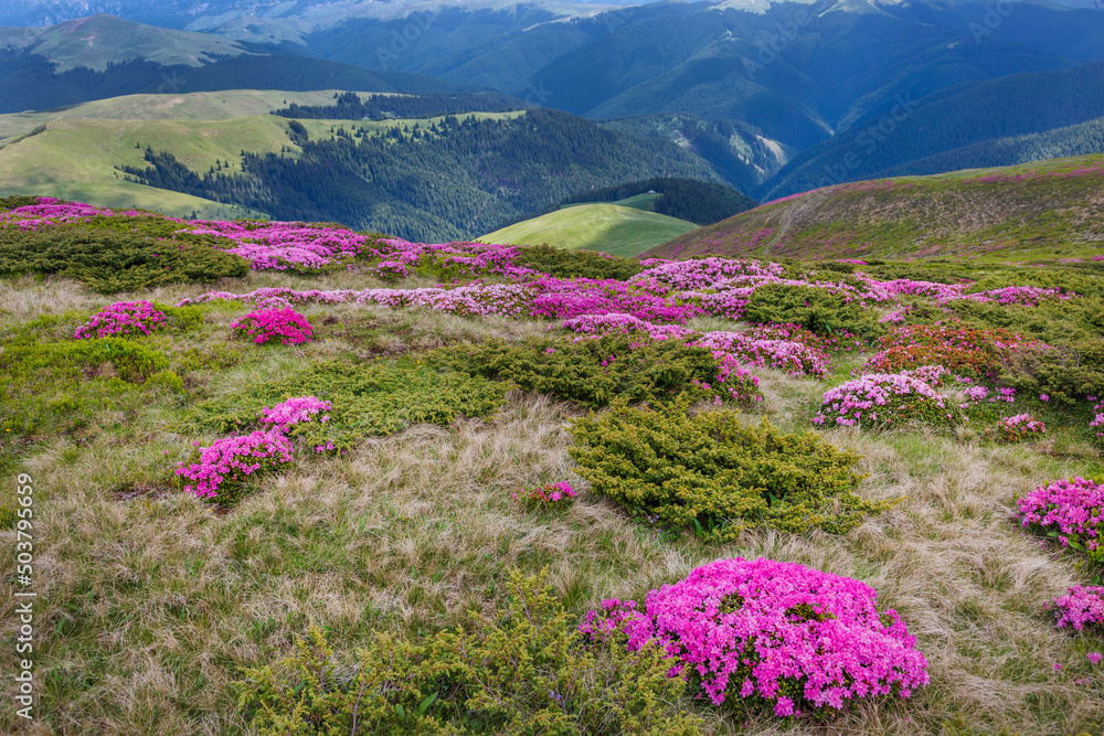 Obraz premium Beautiful summer landscapes in Carpatian mountains with rhododendron flowers