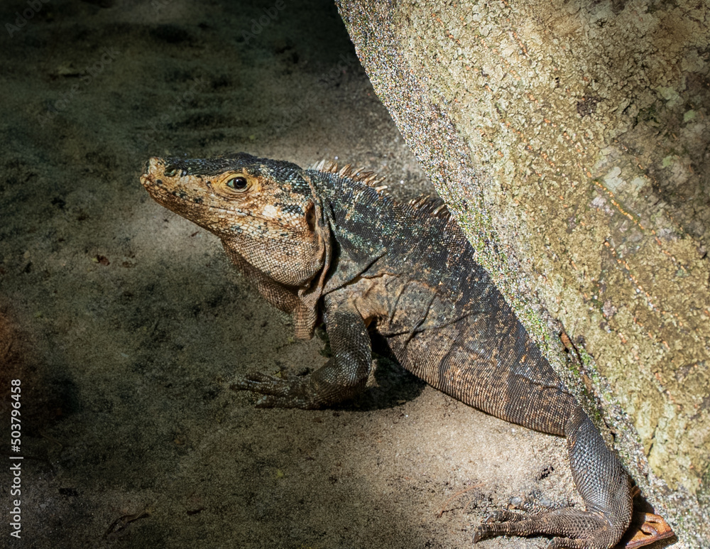 Fototapeta premium cabeza de iguana
