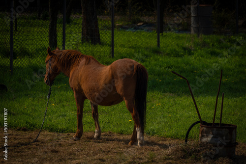 Brown golden horse in spring light green grass near Ostrava city