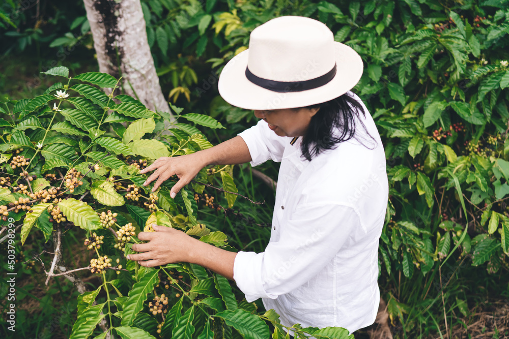 Top view of male farmer in casual hat checking coffee cultivation at own plantation at Ecuador - agriculture industry, adult Balinese businessman have ranch with caffeine fields in Indonesia