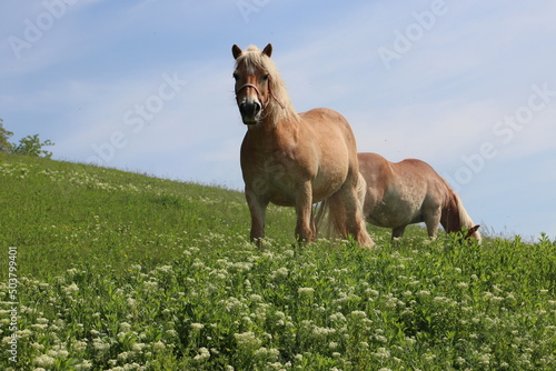 two happy couples Horses