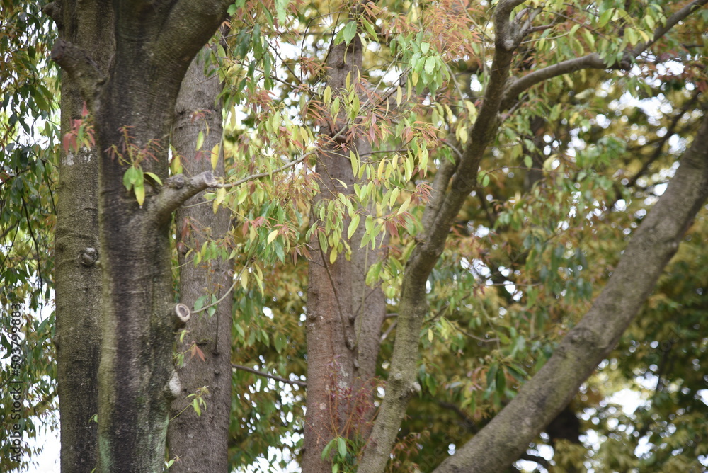 Bamboo leafed oak (Quercus myrsinifolia) fresh green. Fagaceae evergreen tree. The flowering season is from April to May, and the nuts (acorns) ripen from October to November. Bamboo leafed oak (Quercus myrsinifolia) fresh green. Fagaceae evergreen tree. The flowering season is from April to May, and the nuts (acorns) ripen from October to November.