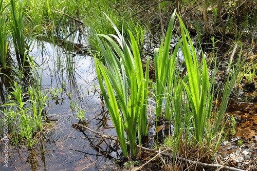 Acorus calamus, sweet flag, young grass in the pond in the pond lit by the rays of the sun photo